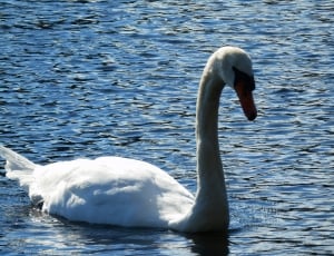white swan swimming on lake thumbnail