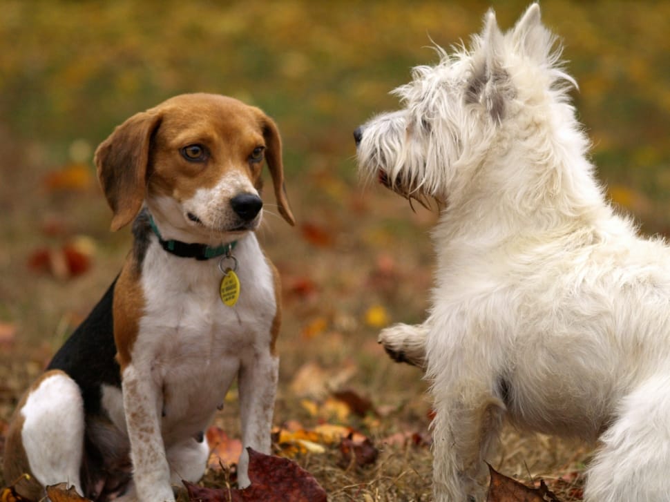 tricolor beagle and west highland white terrier facing each other at daytime preview