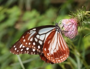 white black and brown butterfly thumbnail