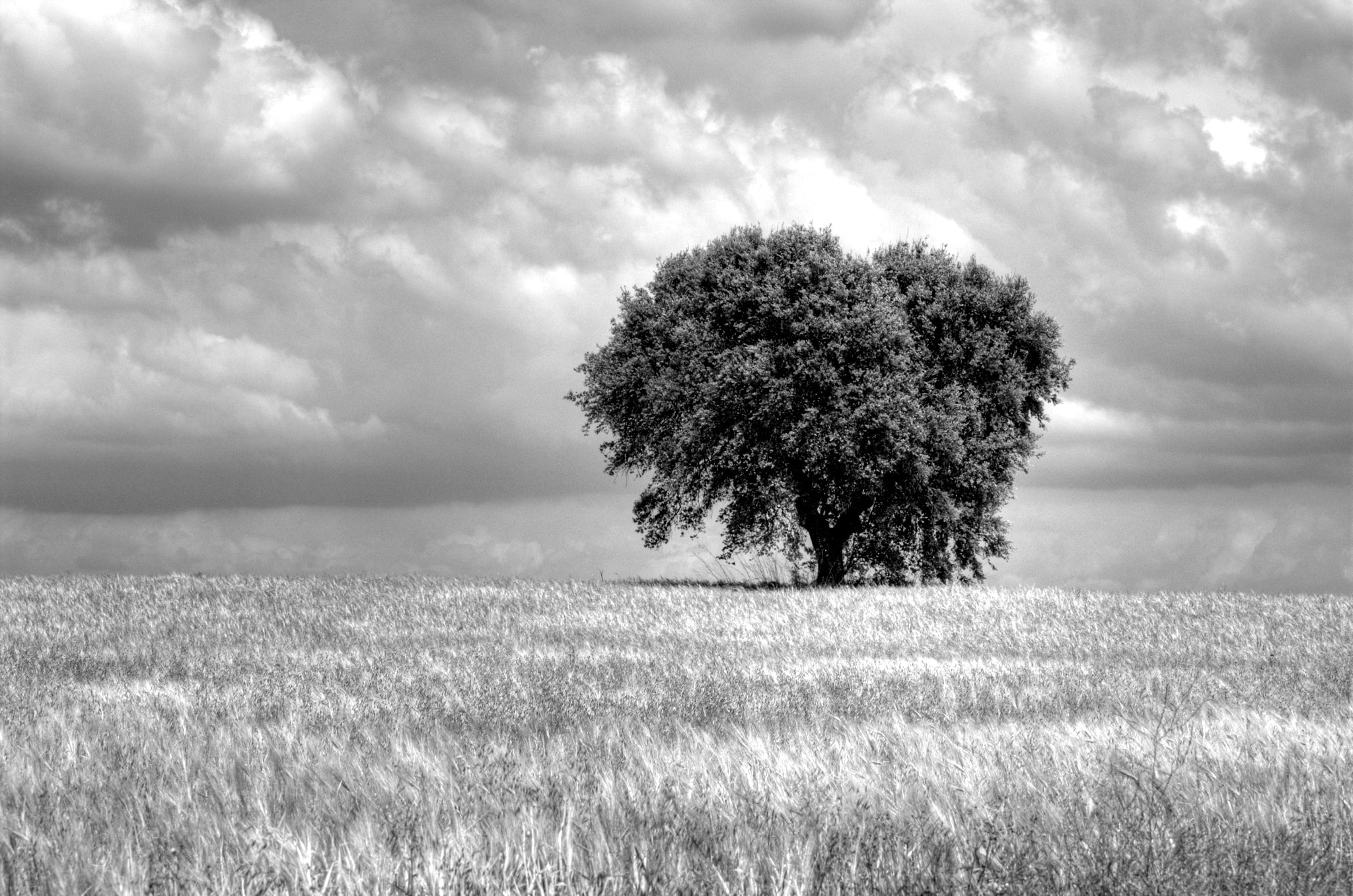 gray scale photo of tree