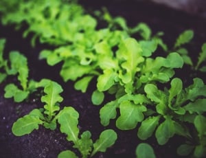 Eco, Salad, Healthy, Green, Food, Young, green color, food and drink thumbnail