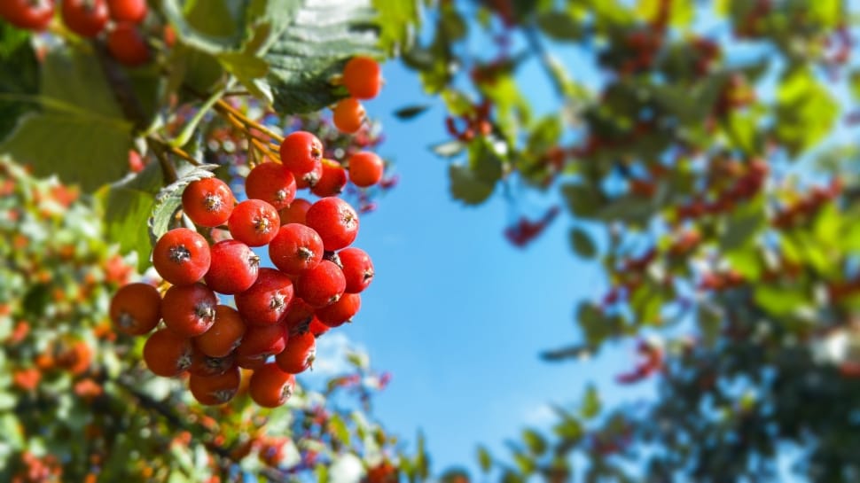 tilt shift lens photo of round red small fruits preview