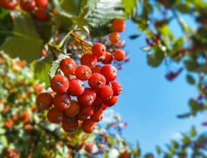 tilt shift lens photo of round red small fruits thumbnail