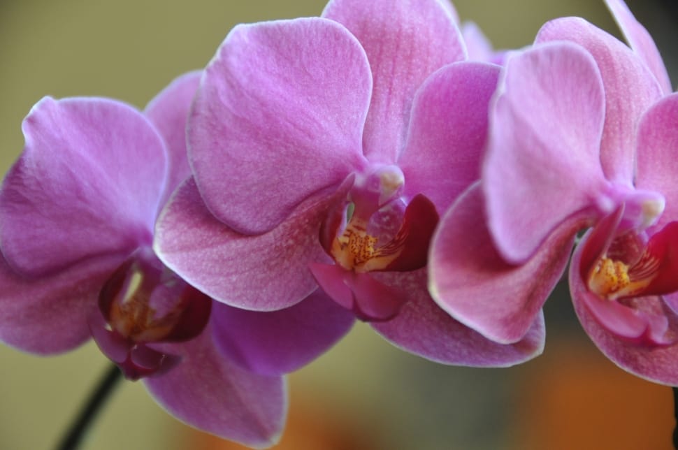 purple orchids preview