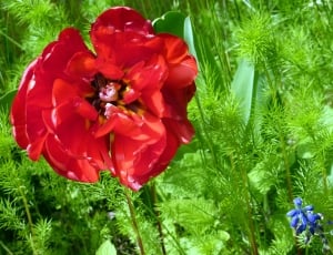 red flower near green plants thumbnail