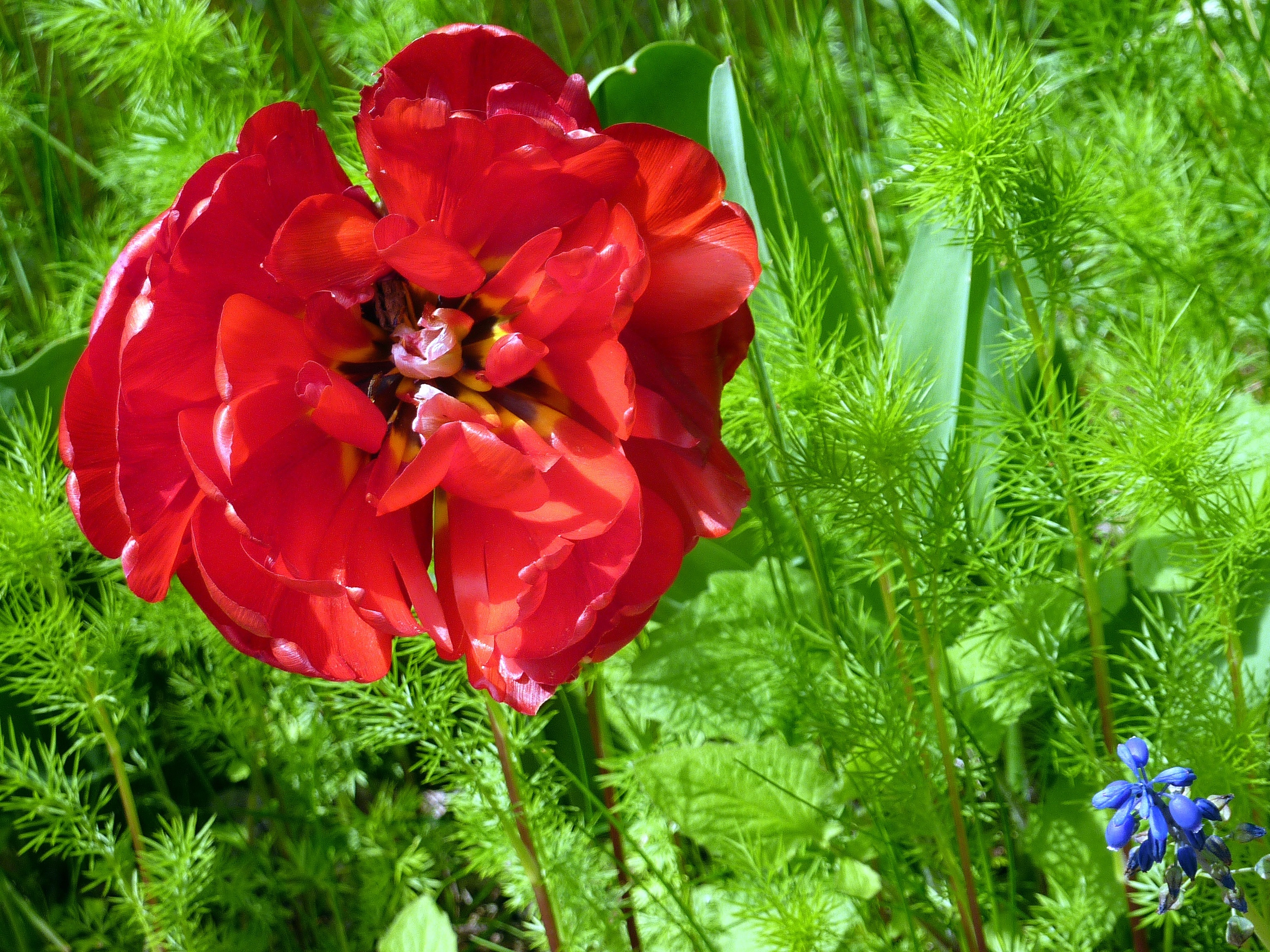 red flower near green plants
