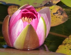 Water, Leaf, Colors, Summer, Water Lily, flower, no people thumbnail