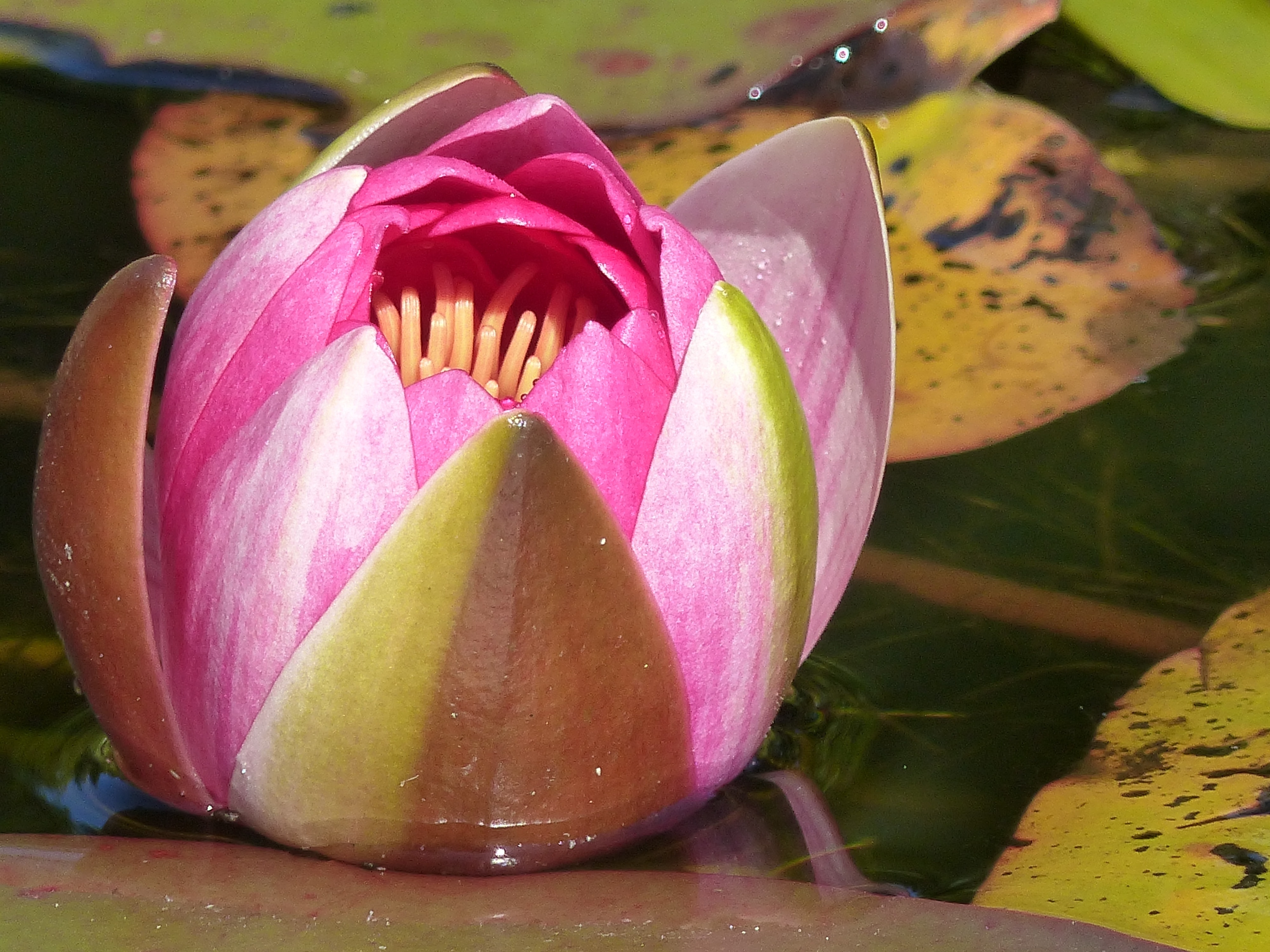 Water, Leaf, Colors, Summer, Water Lily, flower, no people
