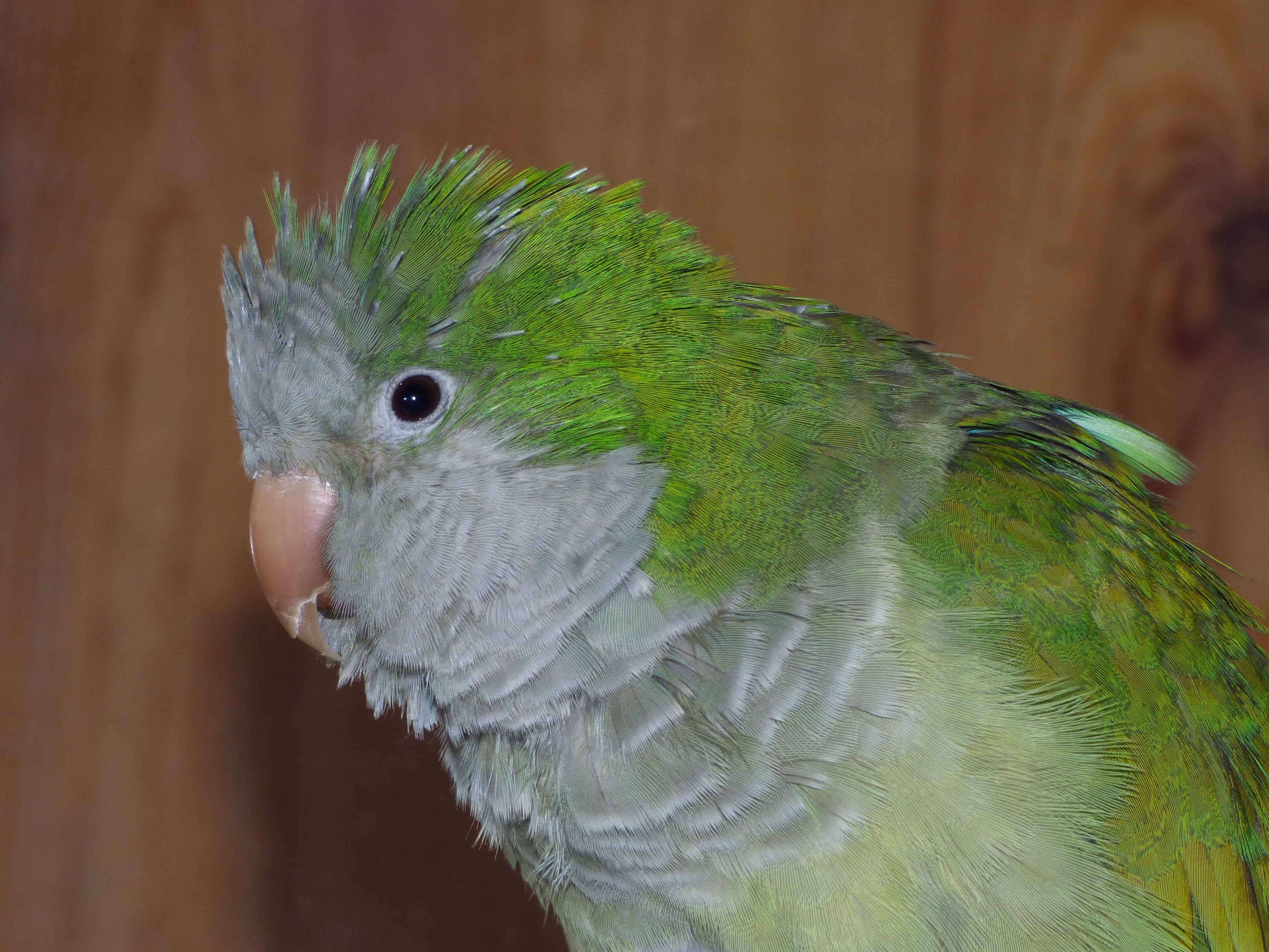 Можно киви попугаям. Лори широкохвостый попугай. Порода попугая Ричи. Попугай зеленый волнистик. Аргентинский зеленый попугай.