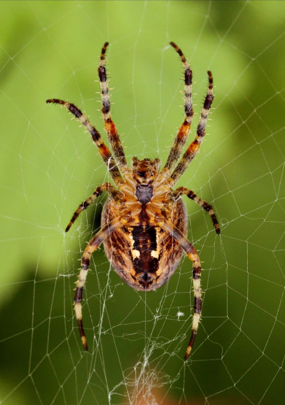 Brown Barn Spider Free Image Peakpx