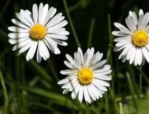 3 white daisies thumbnail