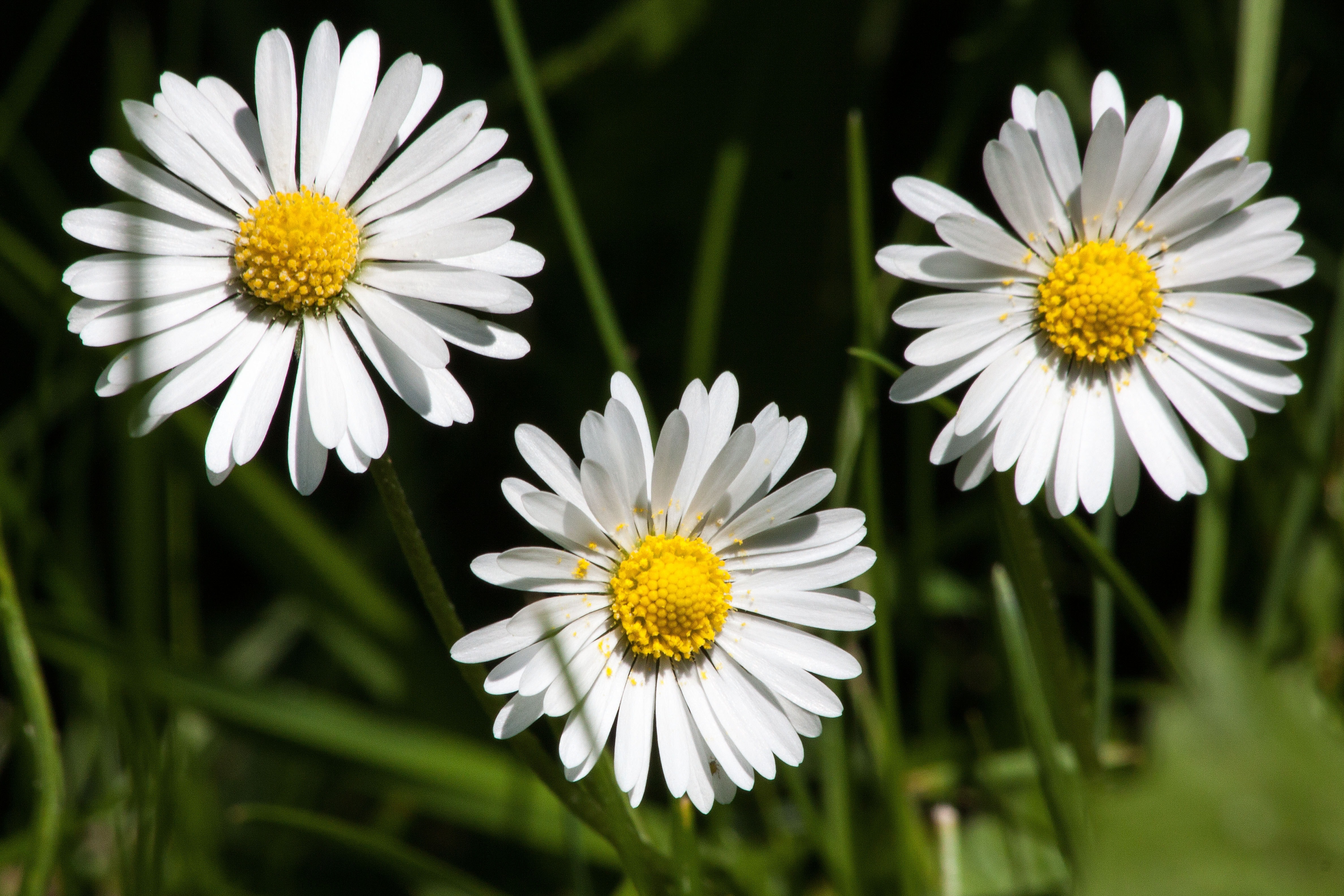 3 white daisies