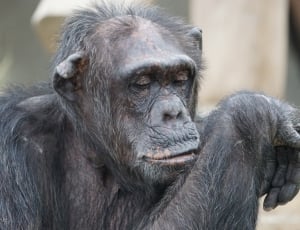 adult chimpanzee thumbnail