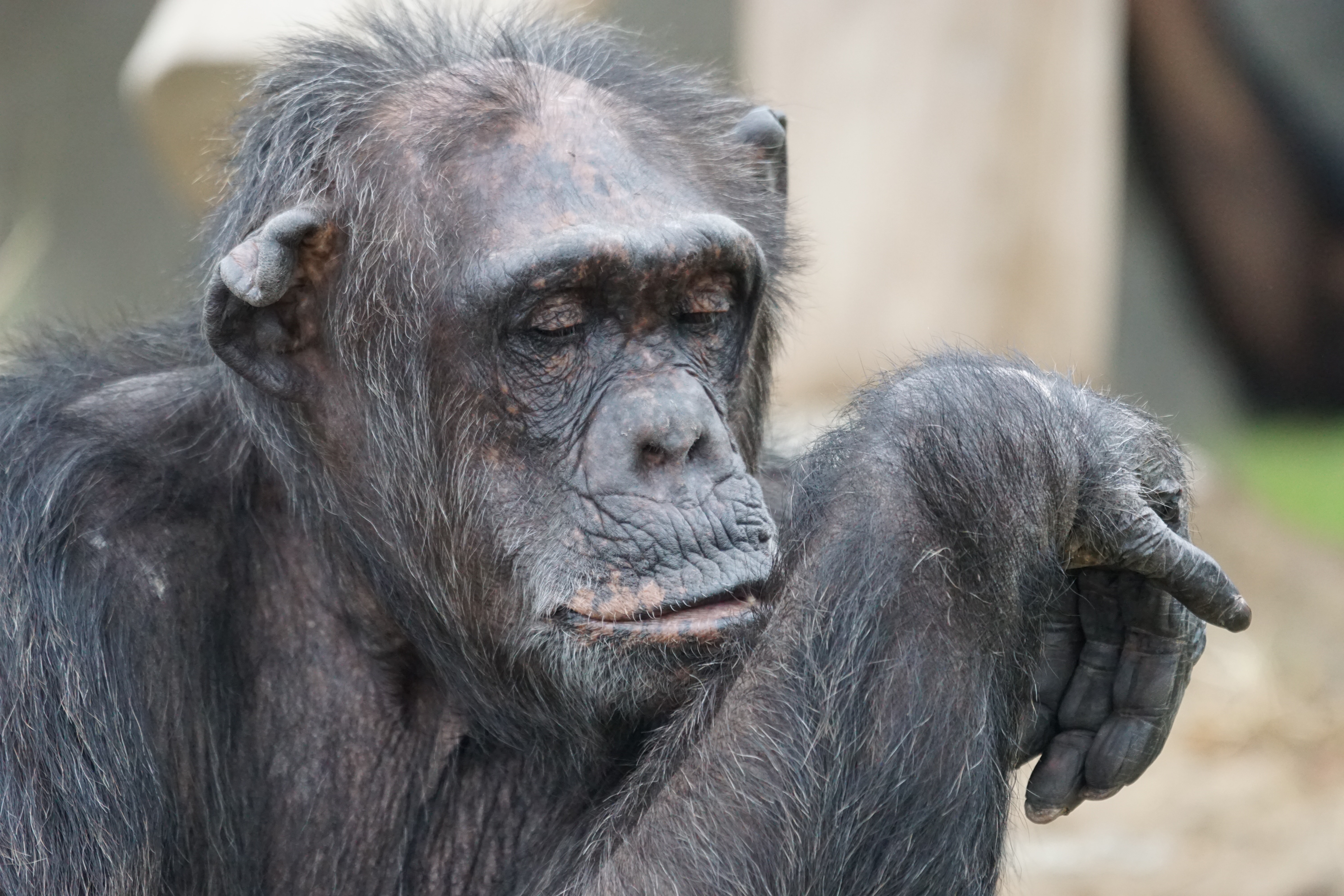 adult chimpanzee