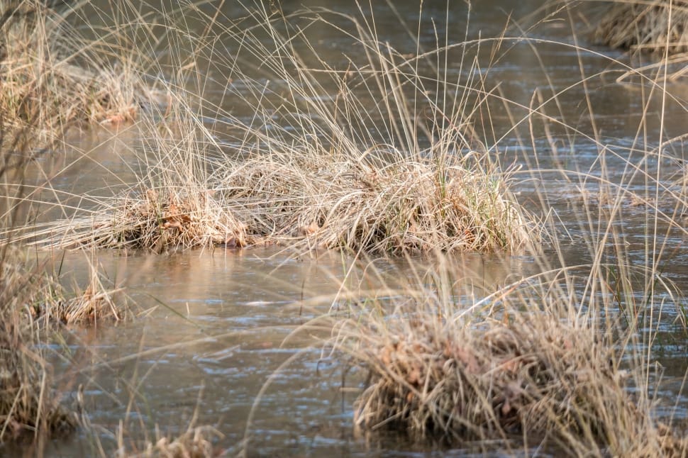 brown grass on river preview