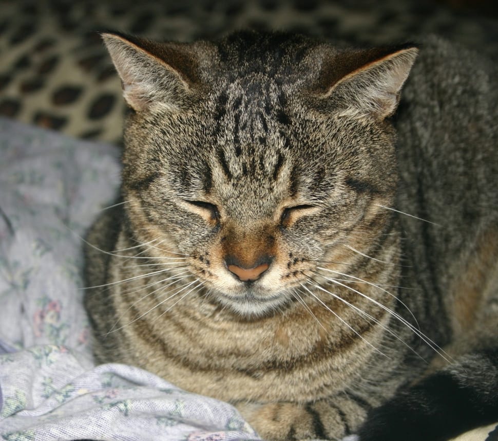 brown tabby cat sitting on bed close eye preview