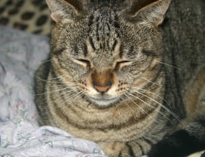 brown tabby cat sitting on bed close eye thumbnail