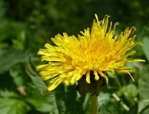 selective focus of yellow daisy flower thumbnail
