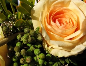 close up photography of yellow rose and green fruits thumbnail