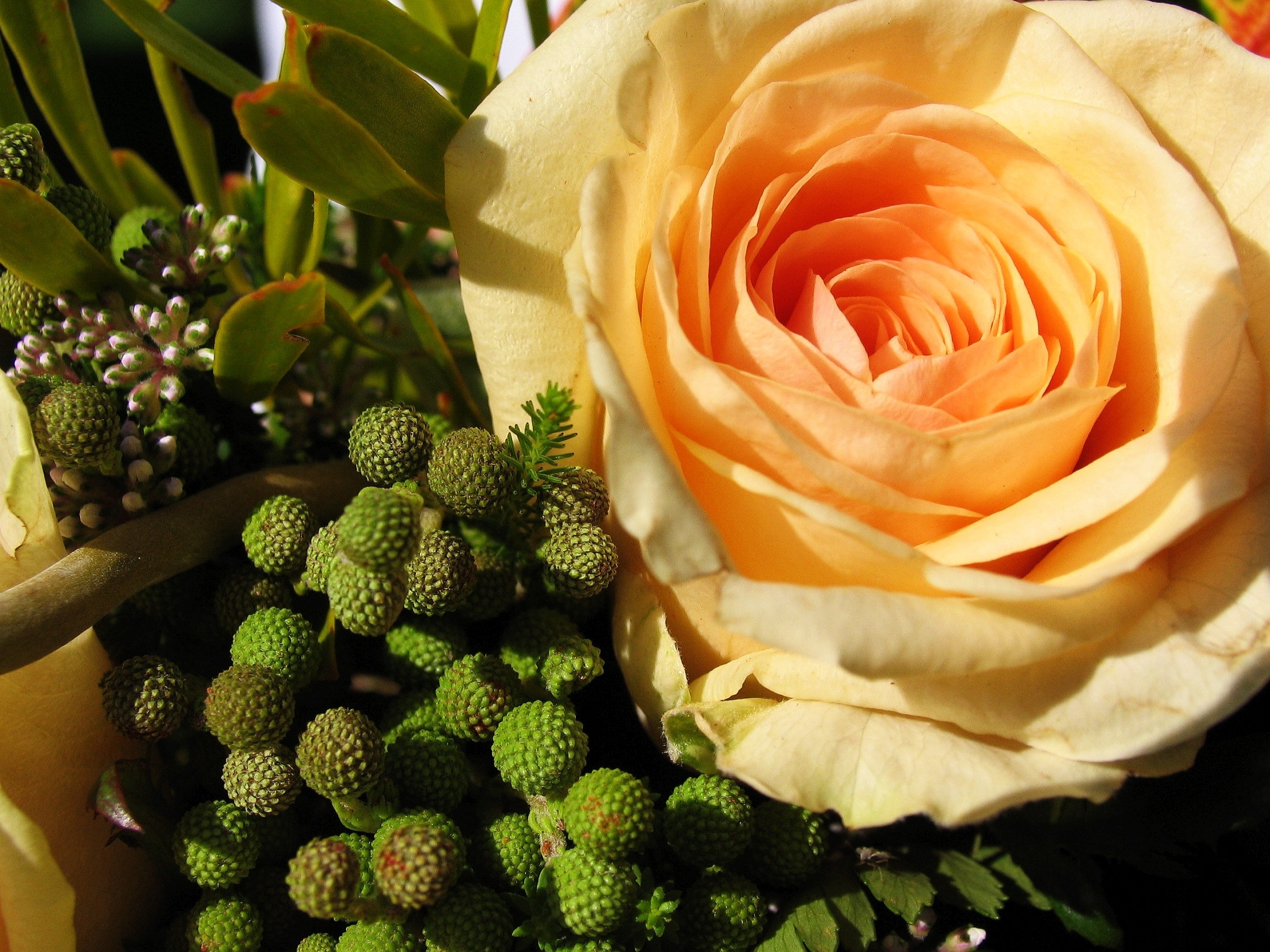 close up photography of yellow rose and green fruits