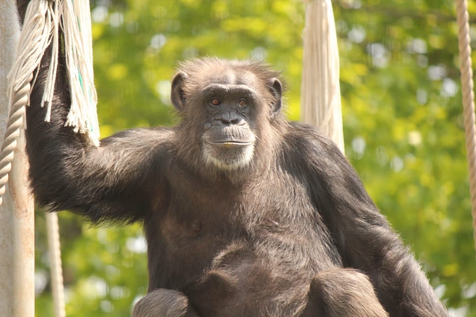 brown chimpanzee preview