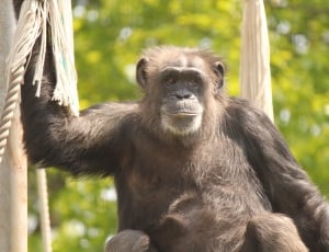 brown chimpanzee thumbnail