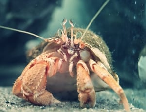 Hermit crab thumbnail