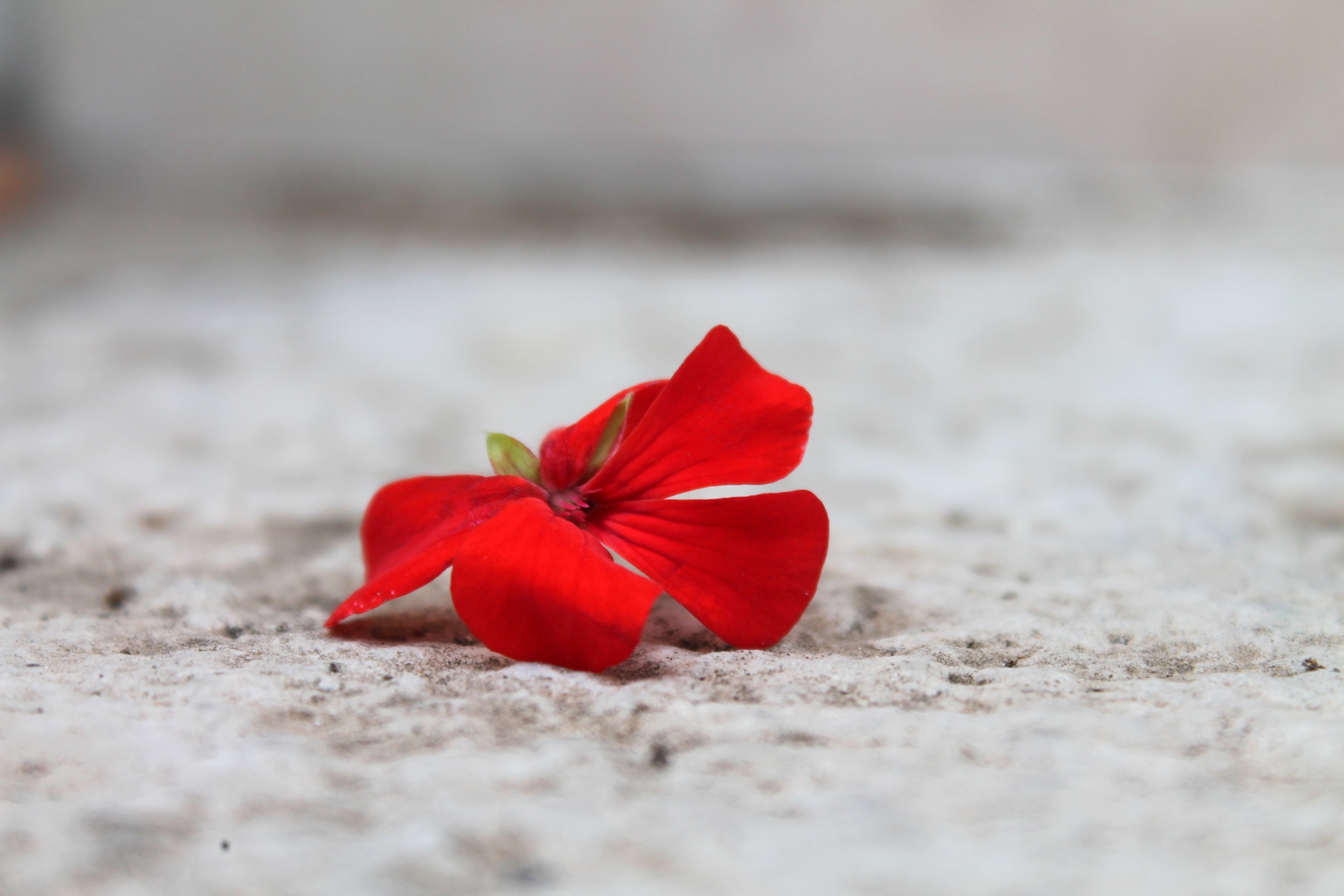 red petaled flower