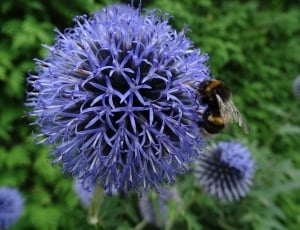 bumble bee on purple petaled flower thumbnail