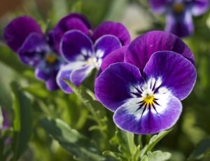 Close-Up, Macro, Flower, Purple, Green, purple, flower thumbnail