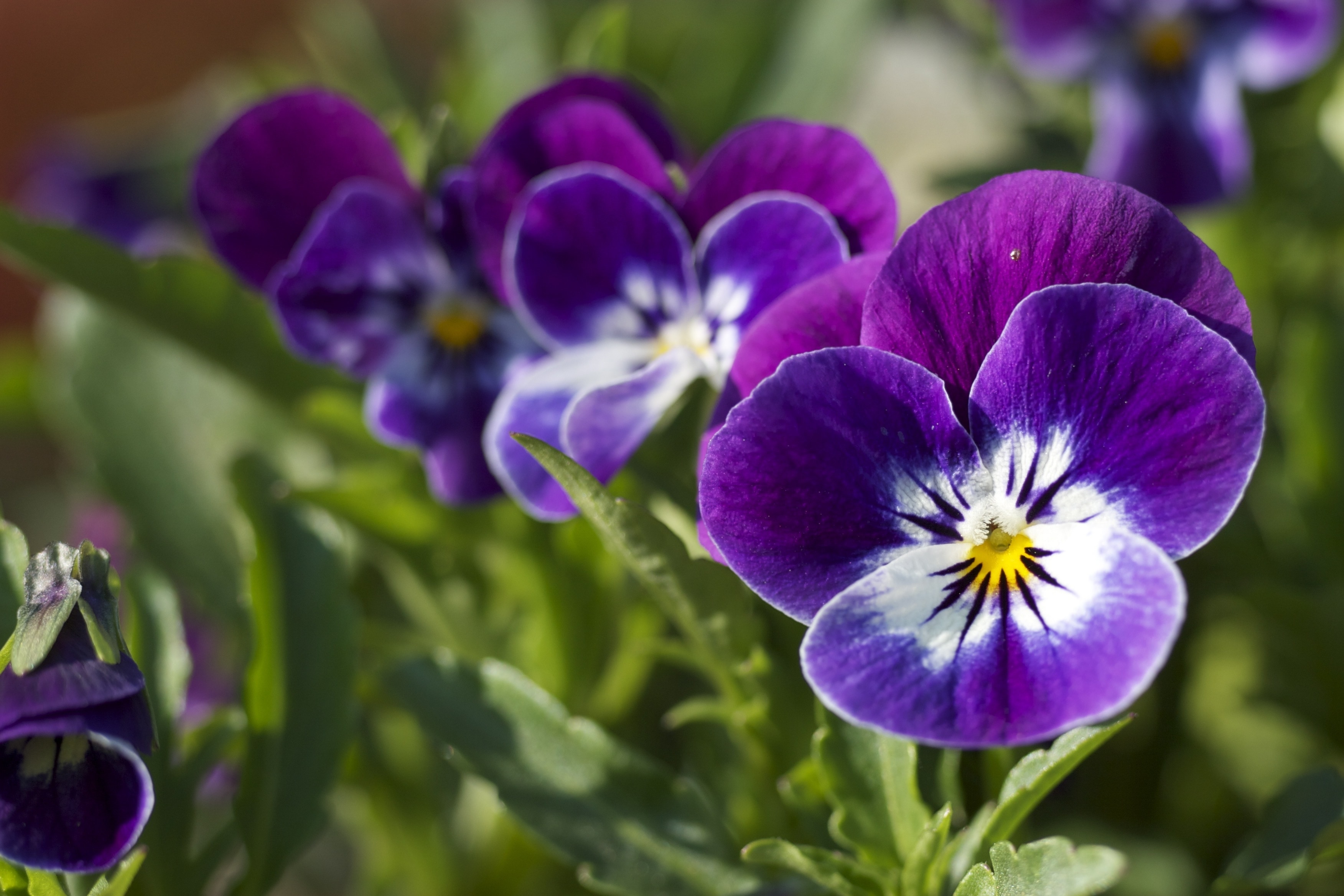 Close-Up, Macro, Flower, Purple, Green, purple, flower