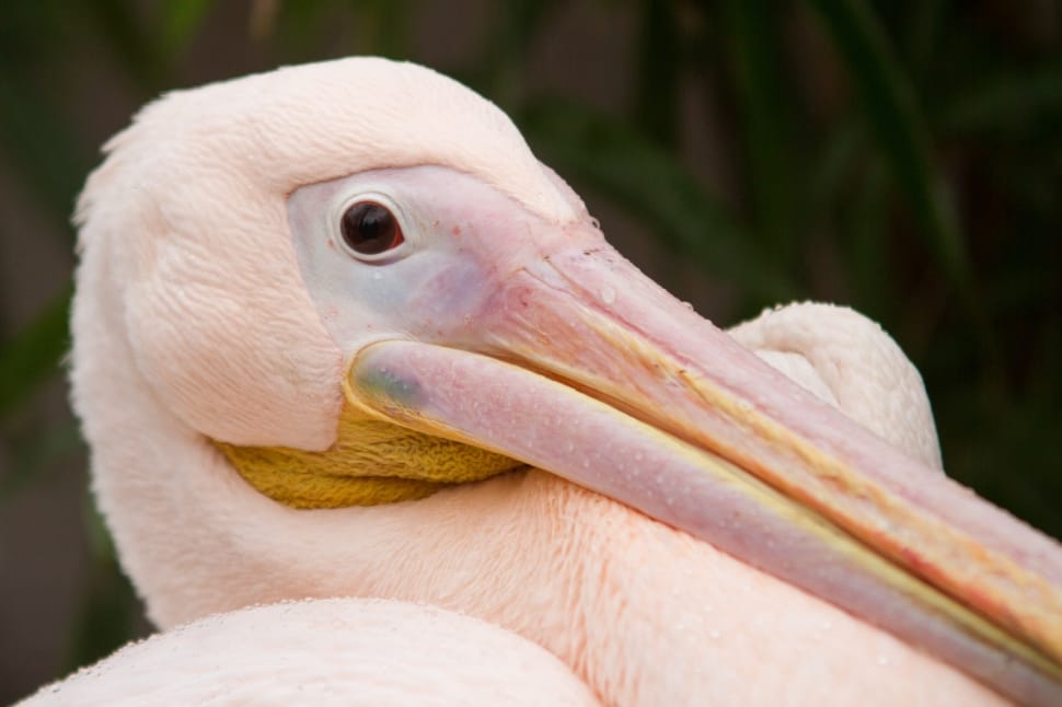 african spoonbill preview