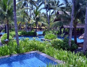 Hotel Swimming Pool, Resort Pool, palm tree, water thumbnail