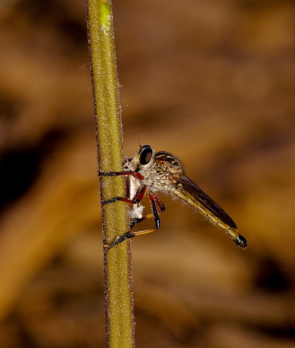 Resting, Brown Robber Fly, Insect, Fly, one animal, animal wildlife preview