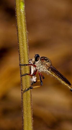 Resting, Brown Robber Fly, Insect, Fly, one animal, animal wildlife thumbnail
