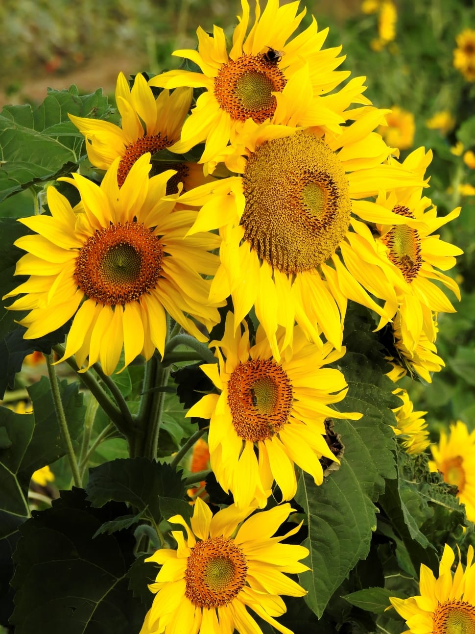 yellow sunflower in close up photo preview