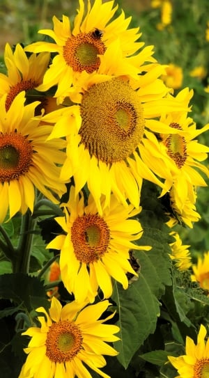 yellow sunflower in close up photo thumbnail
