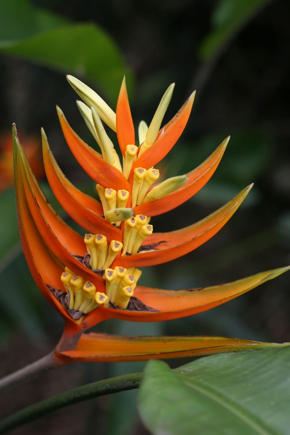 orange heliconia in bloom close-up photo preview