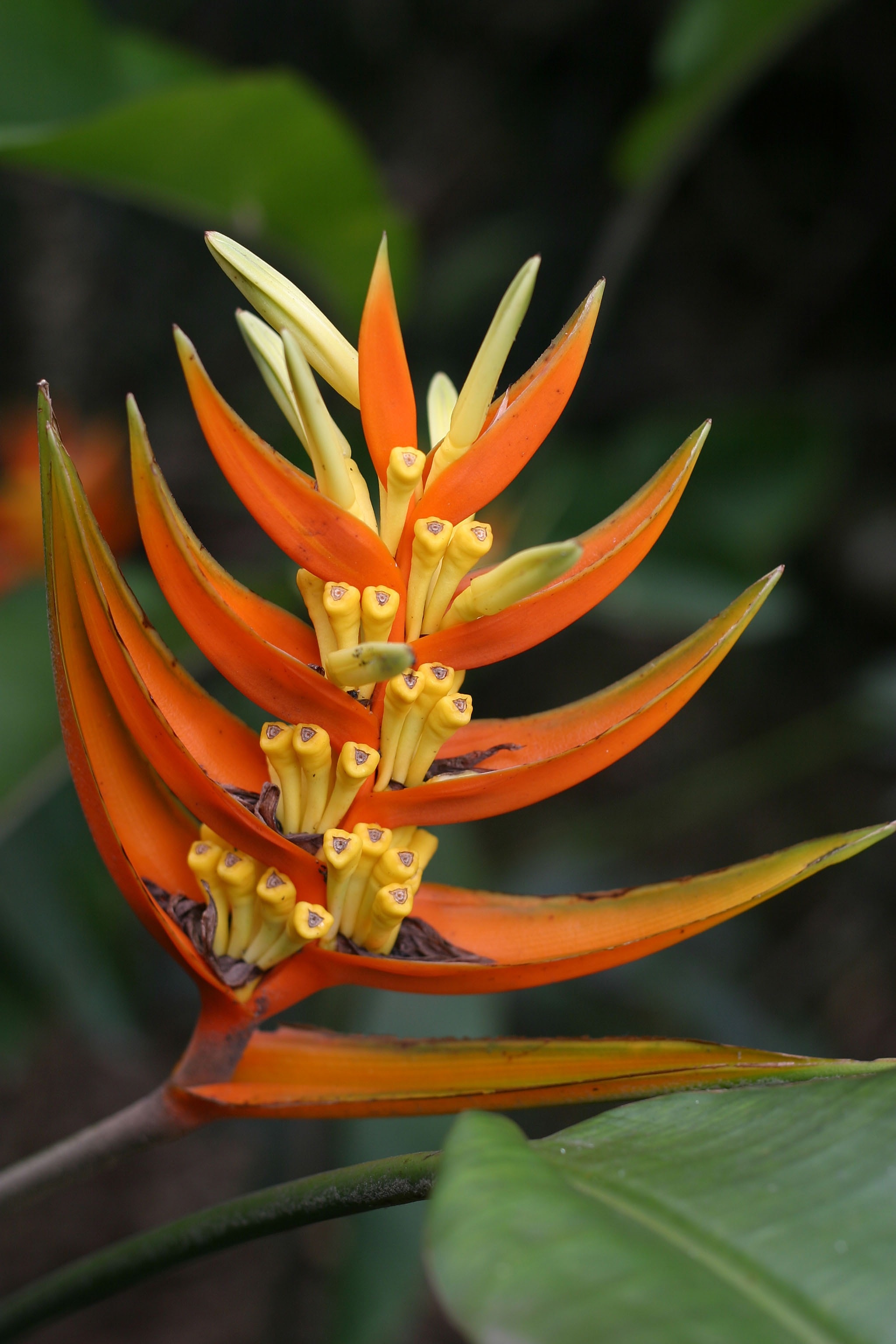 orange heliconia in bloom close-up photo