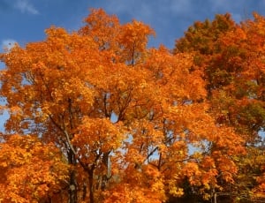 orange colored leaf tree thumbnail