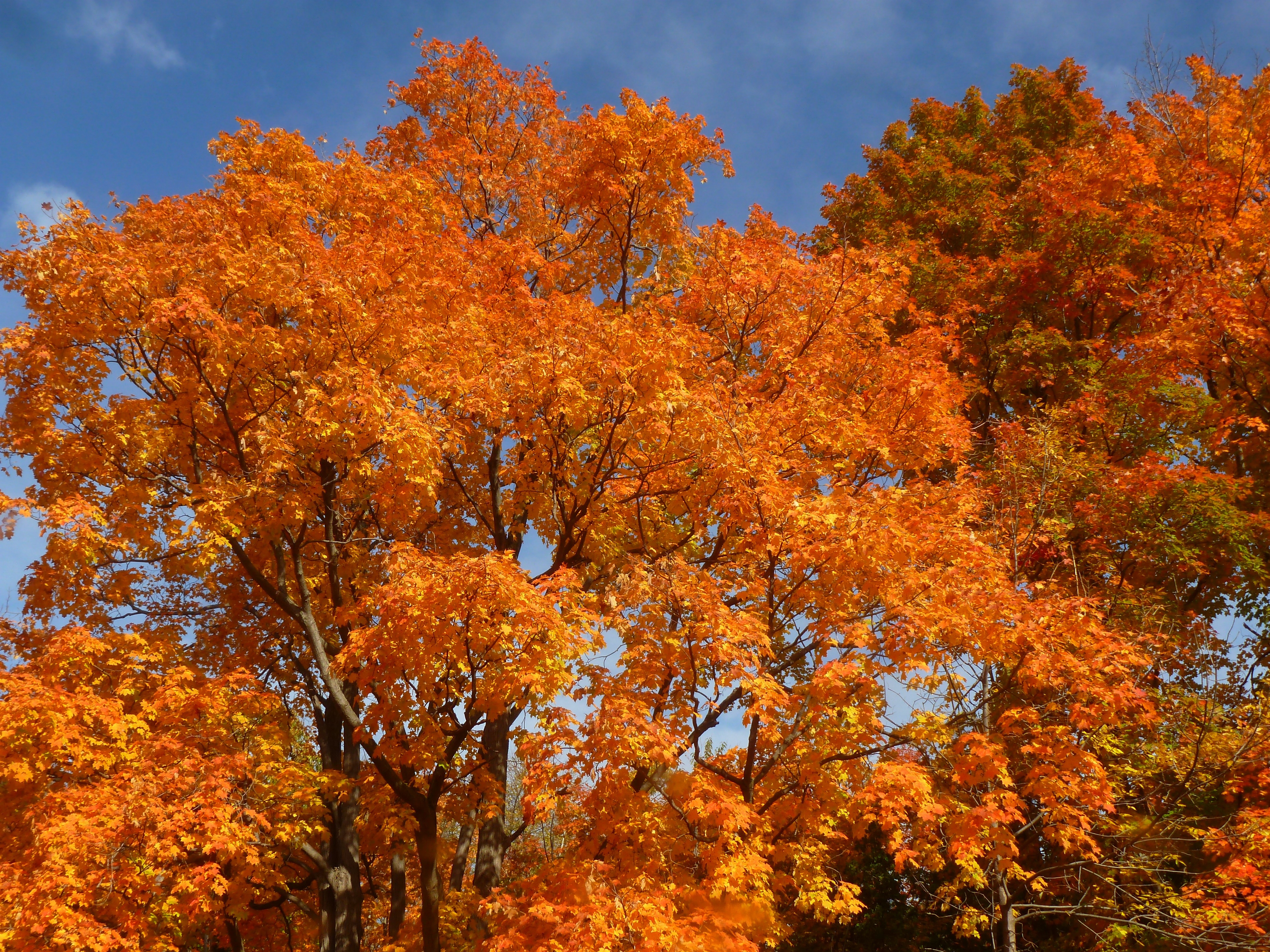 orange colored leaf tree