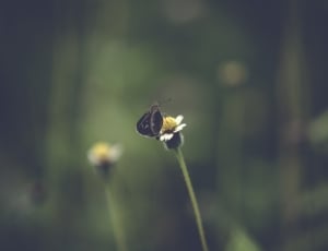 butterfly on petaled flower thumbnail