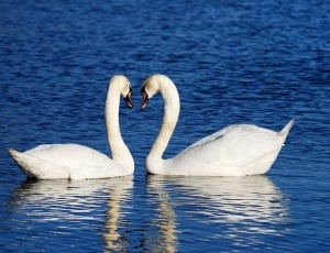 photo of two white geese during daytime thumbnail
