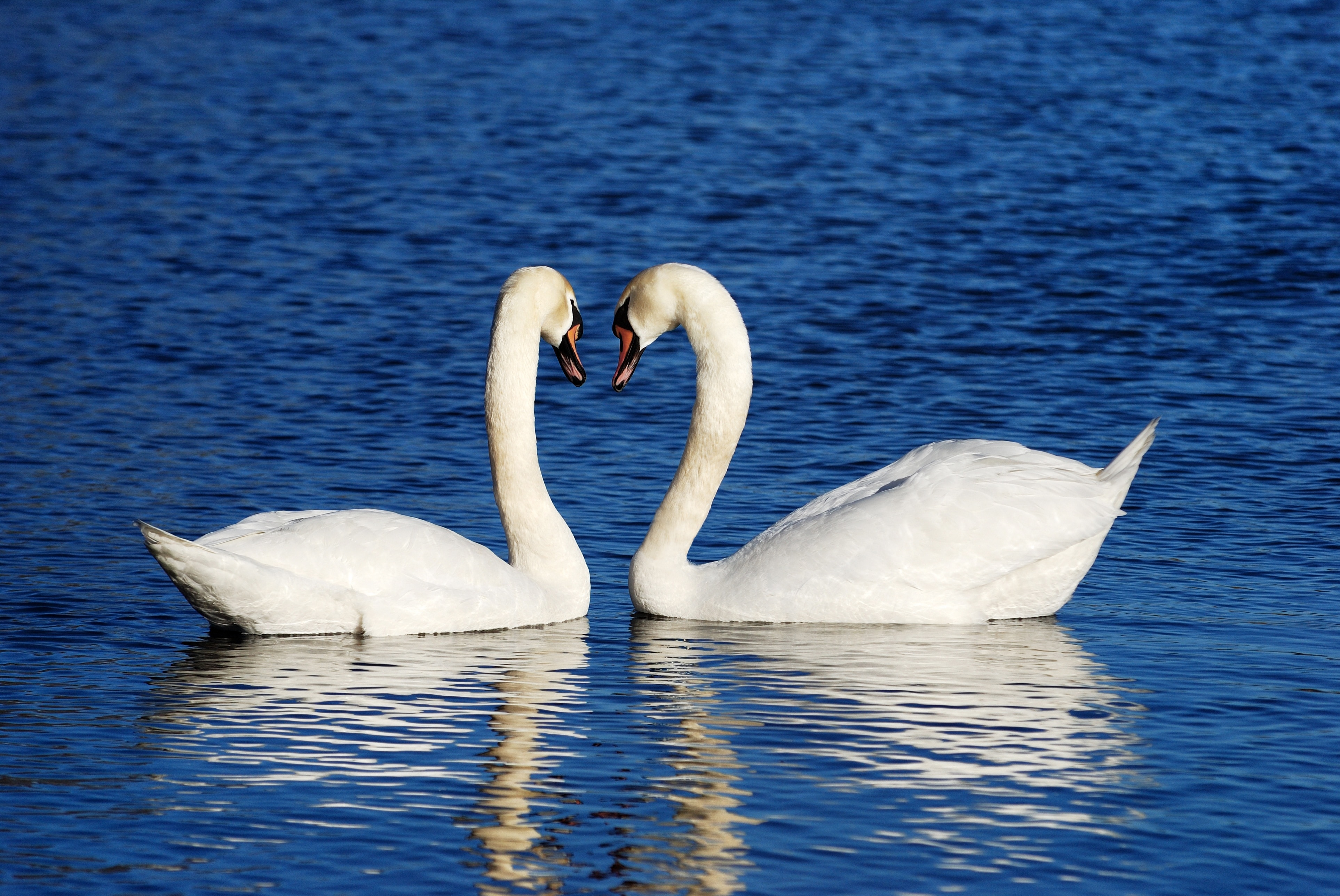 photo of two white geese during daytime