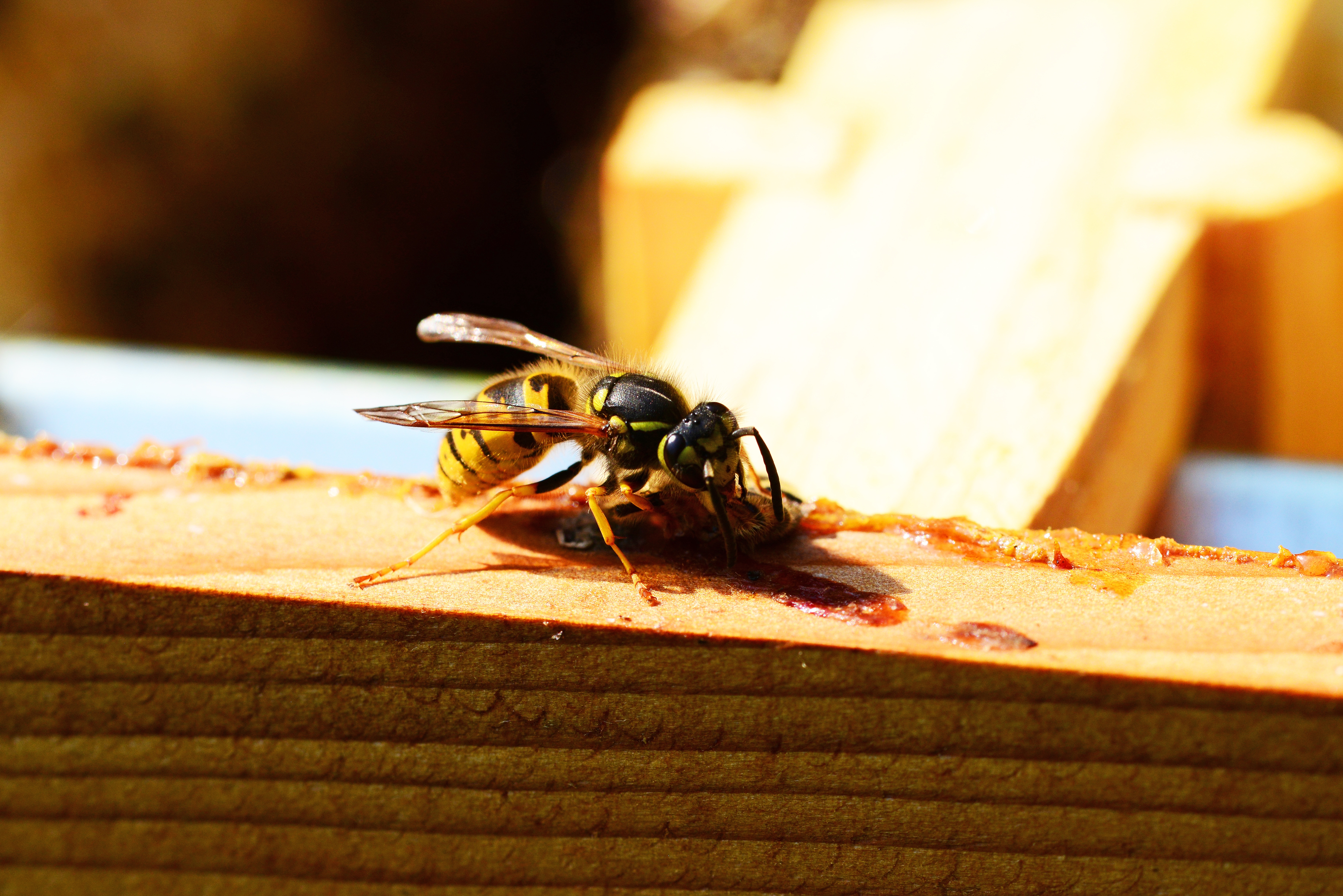 Wasp, Insect, Yellow, Black, insect, animal themes