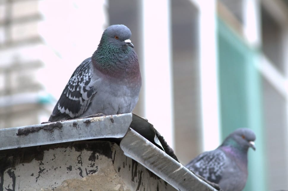 2 gray black and green pigeons preview