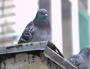 2 gray black and green pigeons thumbnail