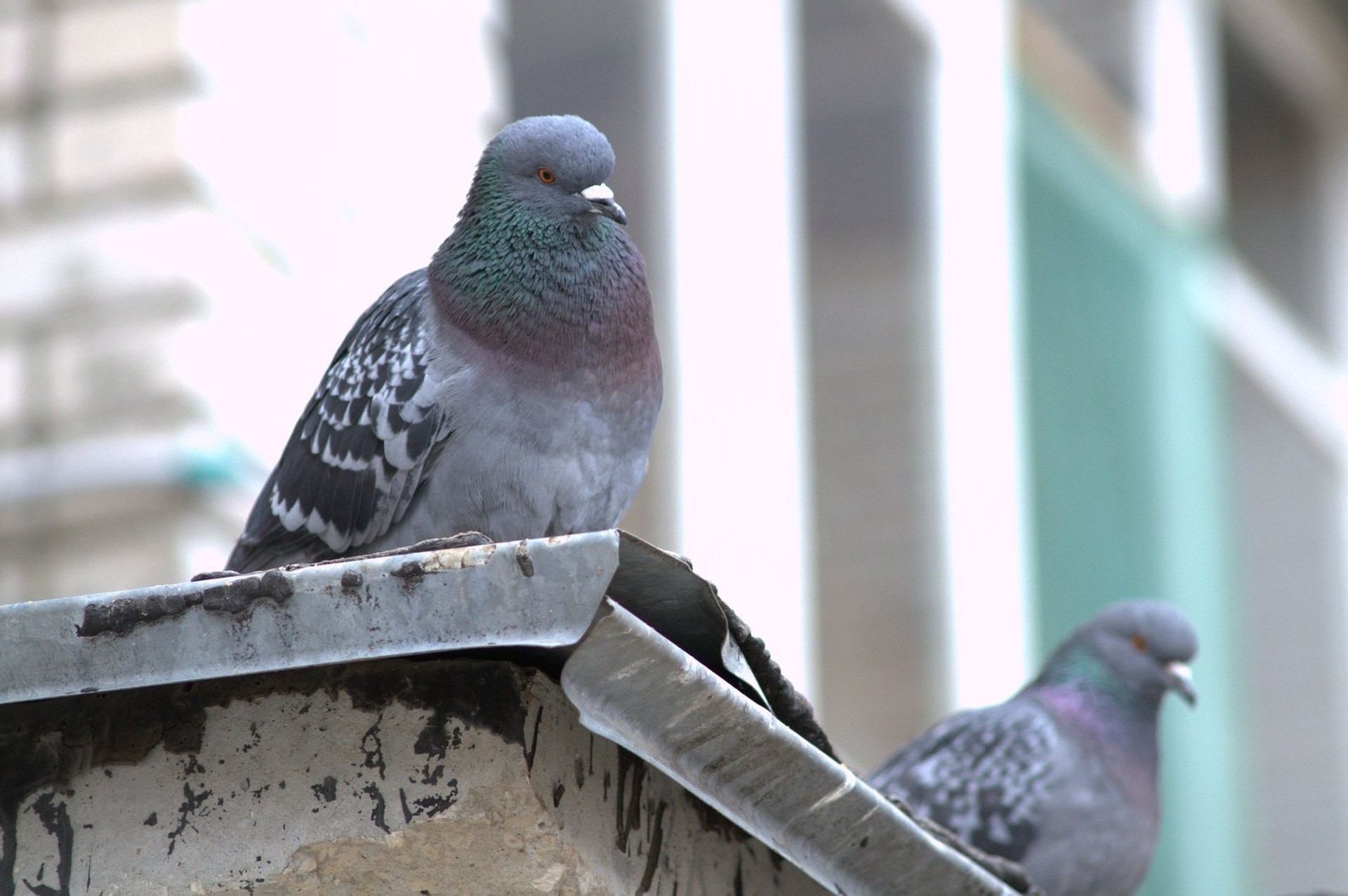 2 gray black and green pigeons