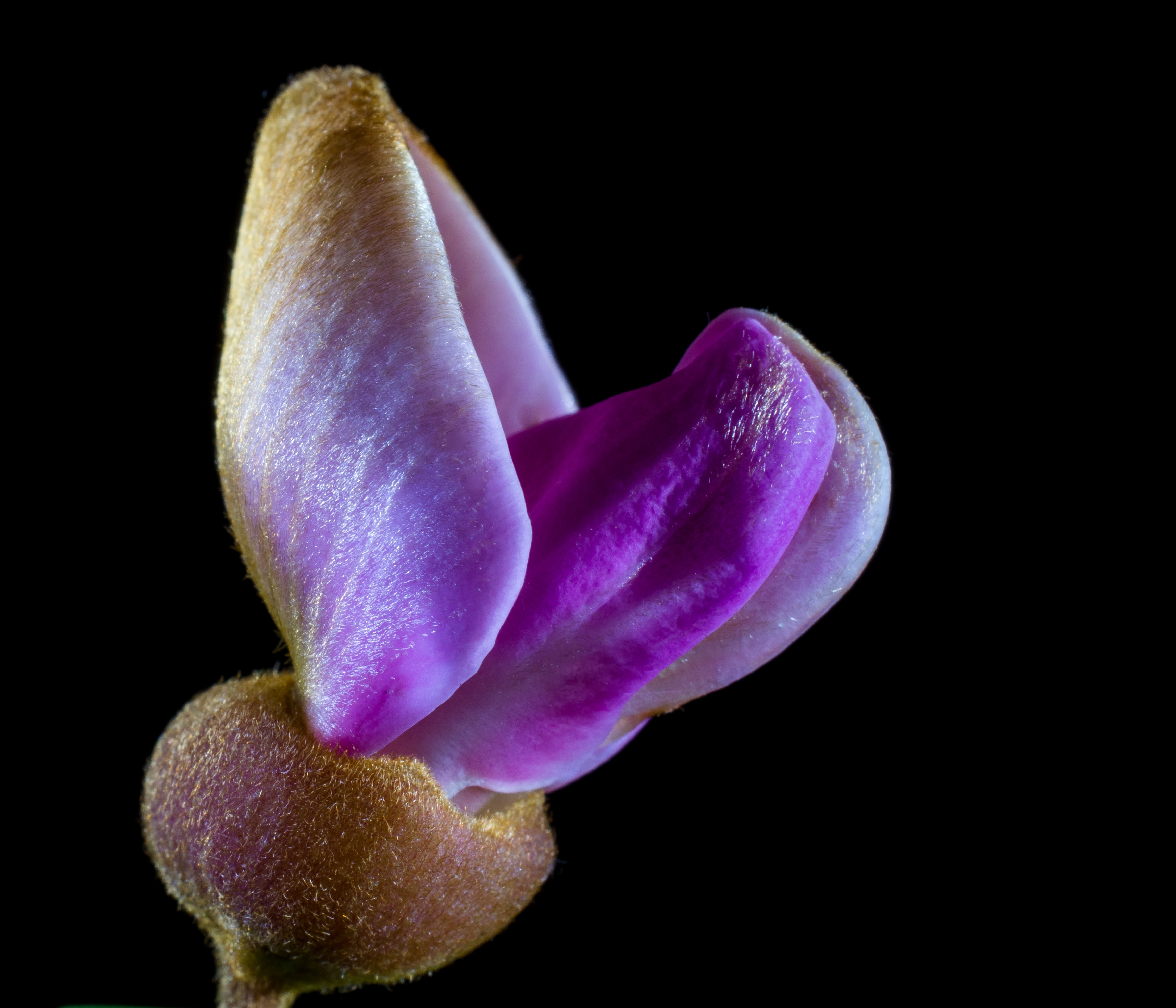 purple sweet pea bud