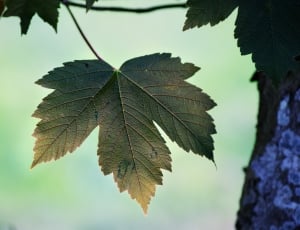 green maple leaf thumbnail